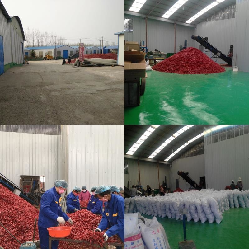 Chiny Neihuang Xinglong Agricultural Products Co. Ltd profil firmy