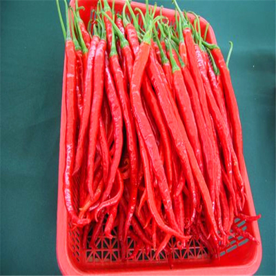 Autentyczne papryki chili Erjingtiao Suszone papryki chili z 8-12% wilgoci i suszone w powietrzu
