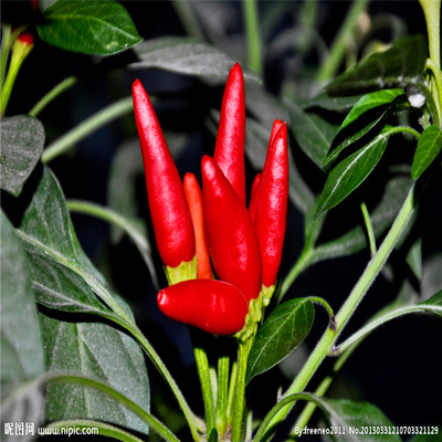 Red Bullet Chili z kapeluszem do suszenia przemysłowego