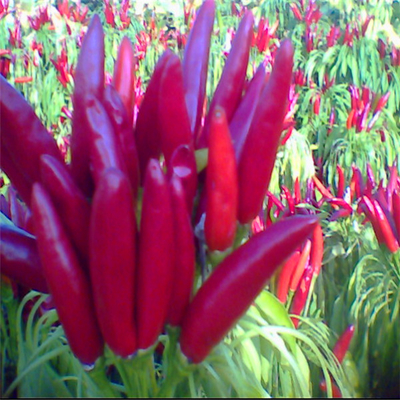 Red Bullet Chili z kapeluszem do suszenia przemysłowego
