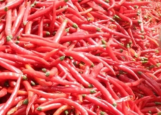 Ogrzewane, suszone 1 kg ptasie oko chili, dostarczające niezrównany smak.