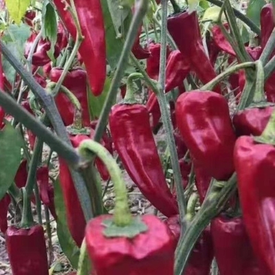 Odkryj pyszny smak pikantnych, lekko suszonych czerwonych chili