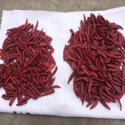 Małe czerwone chili z Tianjin na temperaturę pokojową - opakowanie workowe