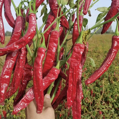 W powietrzu lub na słońcu suszone, odwodniające chili Naturalny kolor czerwony