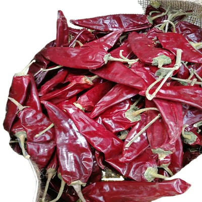 HACCP 10-15 cm suszone guajillo chili dla dodawania kopnięcia do dań