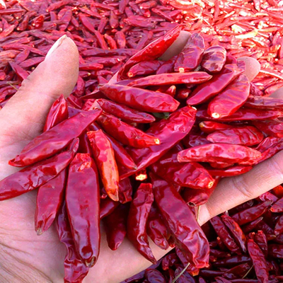 Papryki Chili Wodność 12%max Wodność kontrolowana Papryki