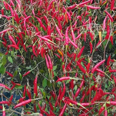 Gorące papryki chilli bez pni lub pocięte na pni dla potrzeb B2B