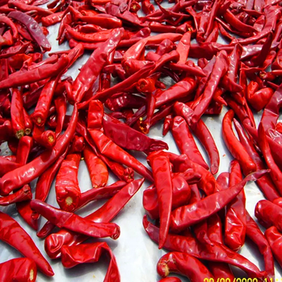 10 kg masy jednostkowej Chili o zawartości wilgoci 12% maksymalnie