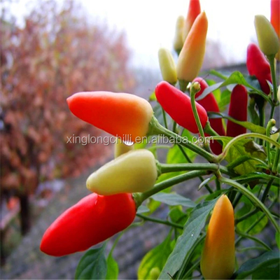 Długie suszone czerwone papryki chili suszone czerwone papryki chili 100 g czyste, okrągłe przyprawy
