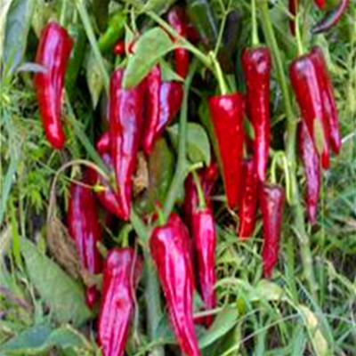 1 kg suszone ptasie oczy chili pikantny smak sklep w suchym i chłodnym miejscu