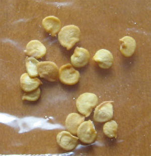 Xinglong Słodka Papryka Nasiona Papryki 25KG Guajillo Chilli Seeds