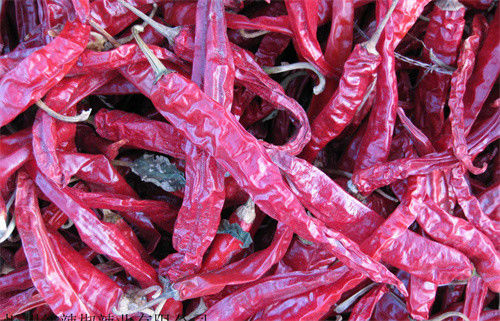 Bezłodygowe Erjingtiao Suszone Chili Sterylizowane Całe Chilli Ostre