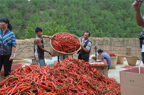 Ciemnoczerwony pieprz Er Jing Tiao do gotowania o mocnym zapachu
