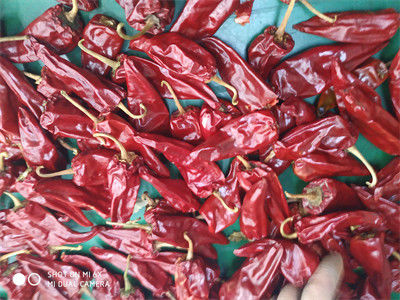 5000SHU Łagodne suszone chili łodygi klasy A suszone czerwone strąki chili