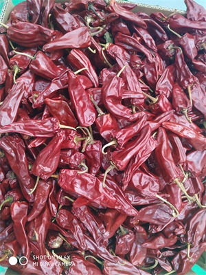 Nowa uprawa Yidu suszone chili z certyfikatem HACCP łodygi
