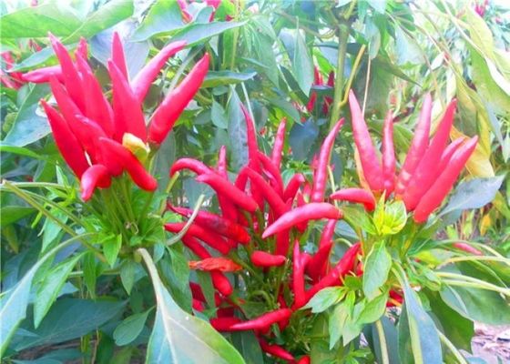 8% suszone na wilgoć całe czerwone papryczki chili