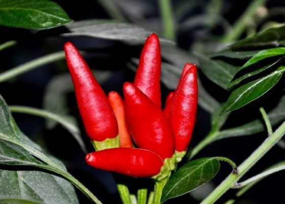 MUI Tianjin Red Chilies Autentyczne czerwone chilli w strąkach Pojedyncze zioło