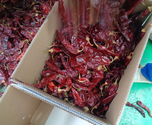 Grade A Guajillo Chili Peppers z silnym ostry smak chili GMP