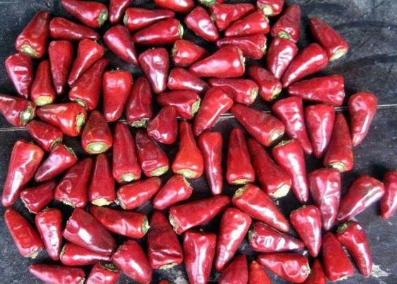 Głowa kuli bez łodygi Chili Odwodniona Chaotian Sun Dried Red Peppers