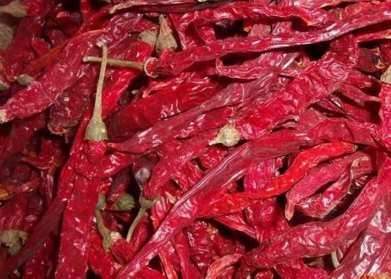 Całe suszone czerwone papryki chili z składnikami bez pni dodają przypraw do posiłków