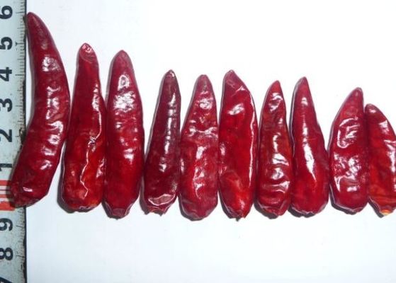 Sichuan Red Bullet Chilli Suszona ostra papryka chili bez łodyg GMP