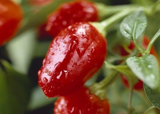 Suszone, okrągłe papryki chili z intensywnym gorącym pikantnym smakiem