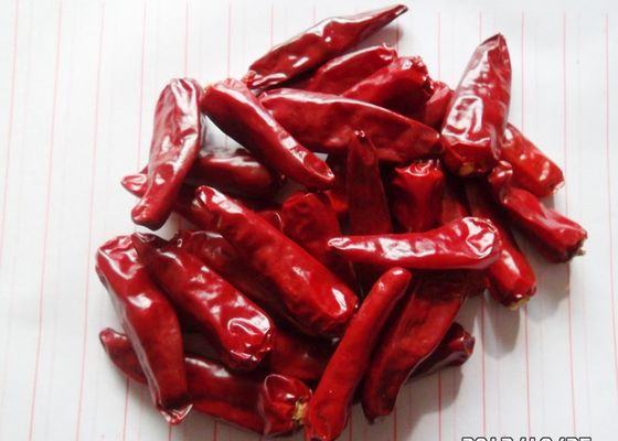 Red Bullet Chaotian Pepper Stick Shape Sichuan W obliczu Nieba Chillies