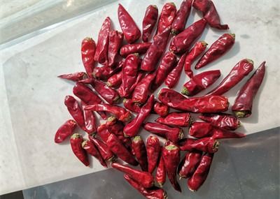 Red Bullet Chaotian Pepper Stick Shape Sichuan W obliczu Nieba Chillies