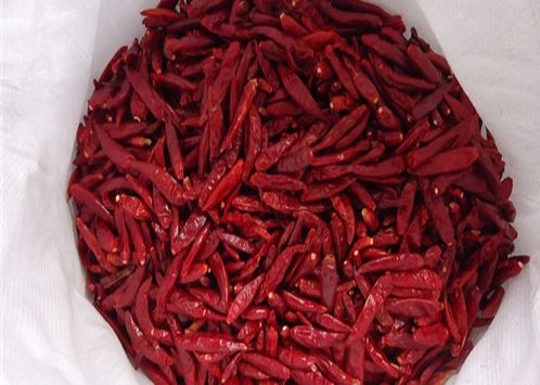 HACCP Tianjin Red Chilies Cayenne Suszone strąki chili 12% wilgotności