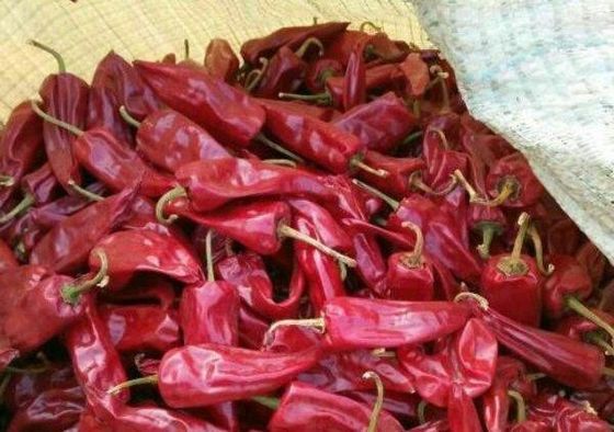 Suszone chili Yidu z łodygami klasy A suszone czerwone strąki chili
