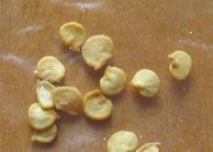 HACCP Pikantne suszone nasiona chilli 8mm Rozmiar 5% wilgoci Gorący smak
