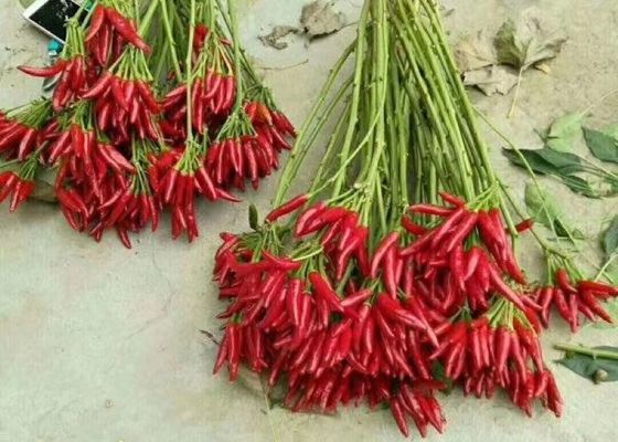 Red Yidu Chili Tianying Jinta Chili Amerykańska czerwona Chilli Nowa uprawa FDA HACCP ISO KOSZER