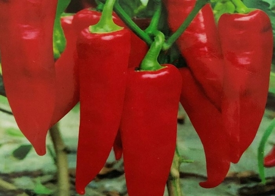 Ekologiczna papryka Yidu Chili Beijinghong Jinta Chilli FDA HACCP KOSHER CERTYFIKATY BRC