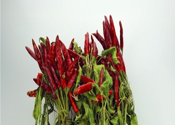 Nowa uprawa 4-7 cm azjatycka suszona papryka chili pikantna popularna w restauracjach w Syczuanie
