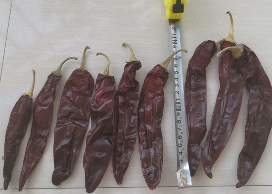 10-15 cm suszone papryki Guajillo Chili