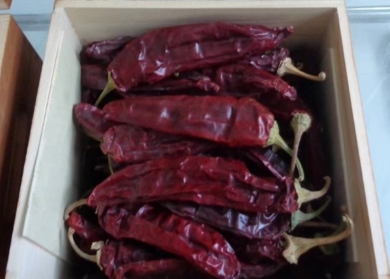 10-15 cm suszone papryki Guajillo Chili