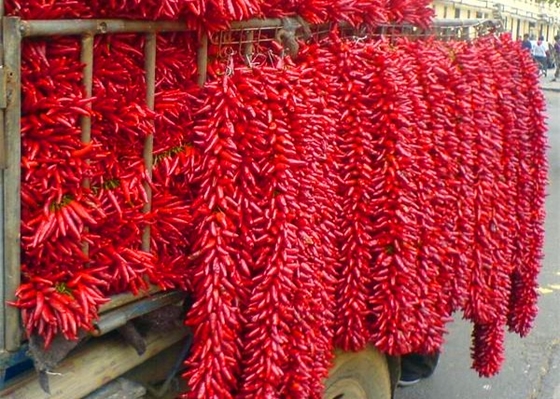 20000SHU Suszone chińskie chili do pakowania próżniowego pikantne Chaotian / Tianjin Chilli