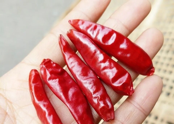 Opakowanie 10 kg Małe pikantne suszone czerwone chilli bez dodatku