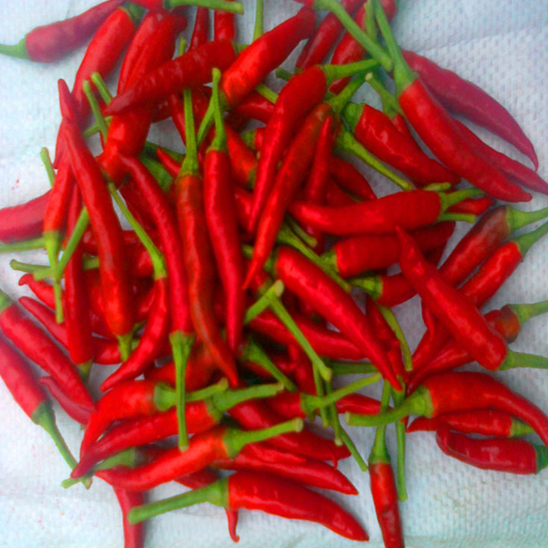 Wilgotność kontrolowana na poziomie 14% Max Gorące papryki chili 4-7 cm Najwyższej jakości