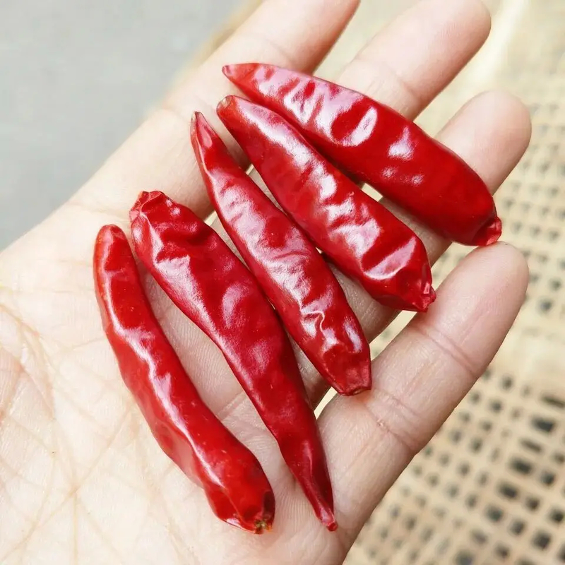 Suszone całe czerwone papryki chili / suszone azjatyckie papryki chili