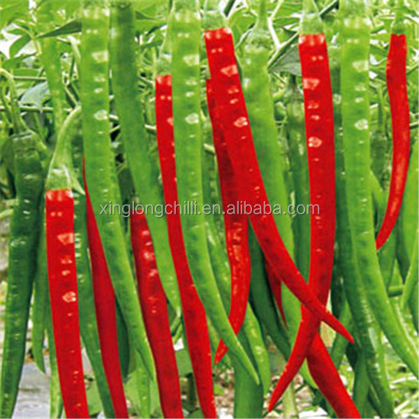 Hot Spicy Dried Red Chilli Peppers Spice Level Hot Pungency SHU50000-90000 Taste Hot