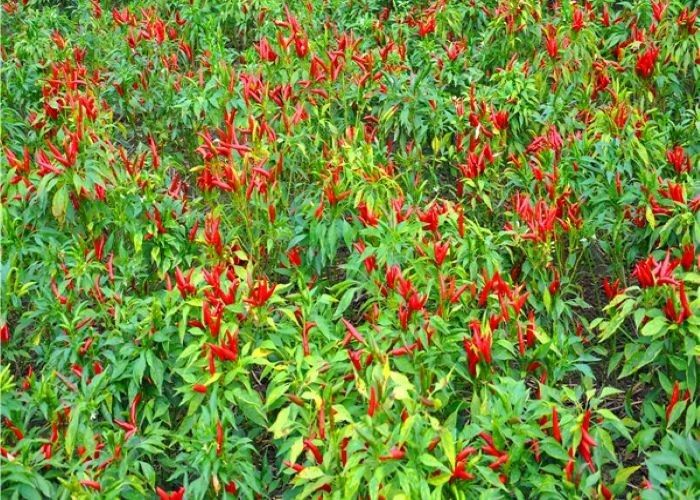 Wyroby z chilli tajskiego suszone w powietrzu w gotowej postaci